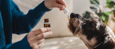 Korzyści z oleju CBD dla psów