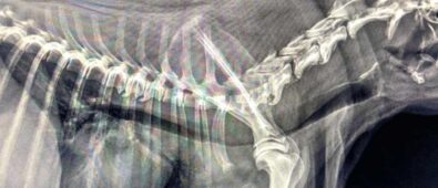 Zapadanie tchawicy u psów (TCS-Tracheal Collapse Syndrome)