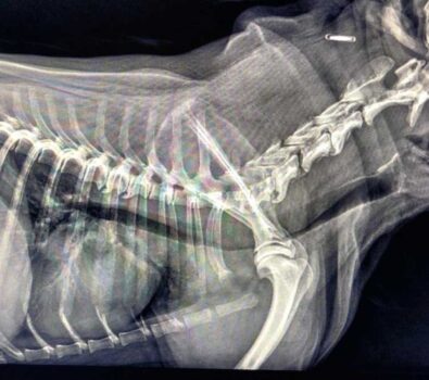 Zapadanie tchawicy u psów (TCS-Tracheal Collapse Syndrome)